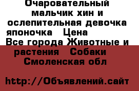 Очаровательный мальчик хин и ослепительная девочка японочка › Цена ­ 16 000 - Все города Животные и растения » Собаки   . Смоленская обл.